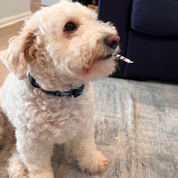 Meet your Posher, Christine - Picture 3 of 3